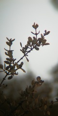 Ceanothus perplexans