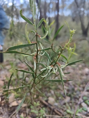 Acacia aspera