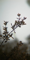 Ceanothus perplexans
