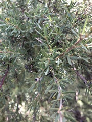 Myrtoideae