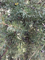 Myrtoideae