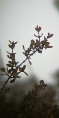 Ceanothus perplexans