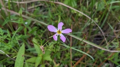 Sabatia campanulata