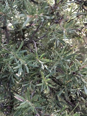Myrtoideae