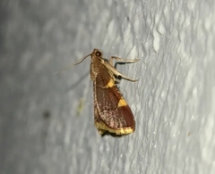 Hypsopygia olinalis
