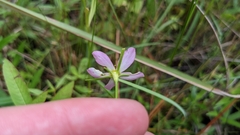 Sabatia campanulata