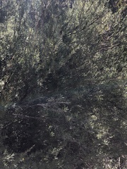 Myrtoideae