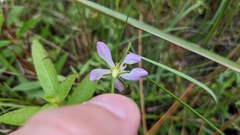 Sabatia campanulata