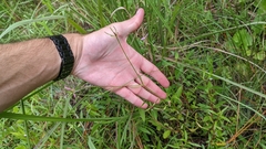 Sabatia campanulata