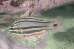 Ostorhinchus limenus