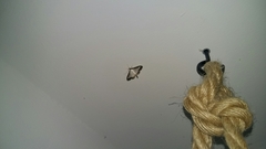 Cydalima perspectalis