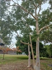 Eucalyptus platyphylla