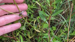 Sabatia campanulata