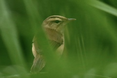 Acrocephalus bistrigiceps