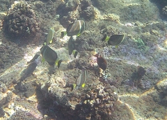 Acanthurus guttatus