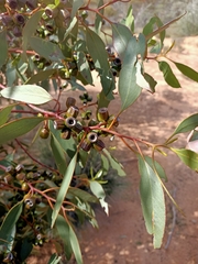 Eucalyptus incrassata