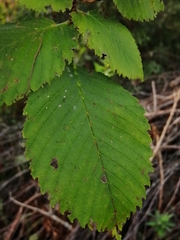 Ulmus glabra