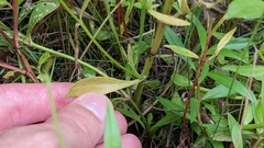 Sabatia campanulata