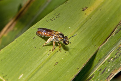 Lasioglossum