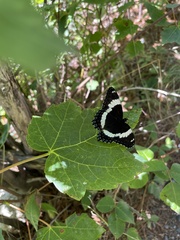 Limenitis arthemis arthemis