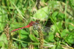 Sympetrum internum