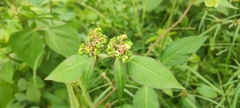 Euphorbia heterophylla