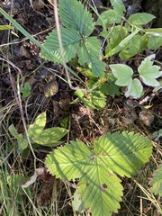 Fragaria moschata
