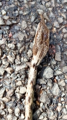 Ahaetulla sahyadrensis