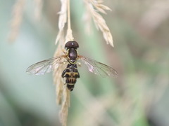 Toxomerus occidentalis