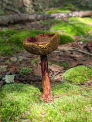 Aureoboletus russellii