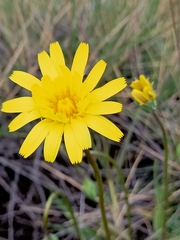 Microseris walteri