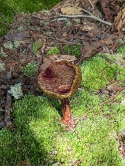 Aureoboletus russellii
