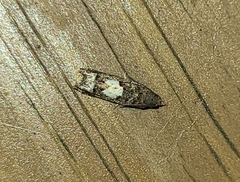 Eucosma parmatana