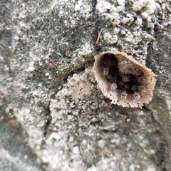 Nannotrigona perilampoides