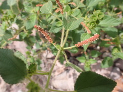 Acalypha californica
