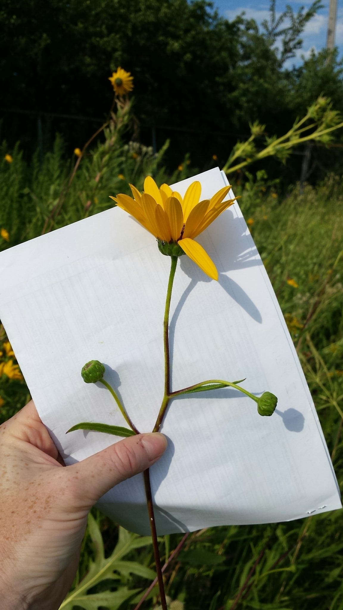 Helianthus pauciflorus ssp. pauciflorus