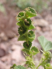 Acalypha californica