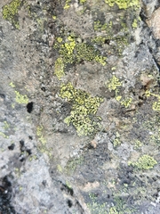Rhizocarpon