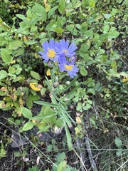 Symphyotrichum laeve