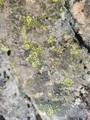 Rhizocarpon