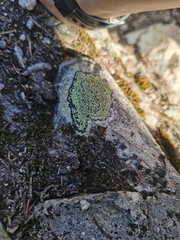 Rhizocarpon