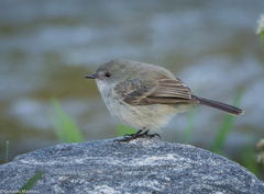 Serpophaga nigricans