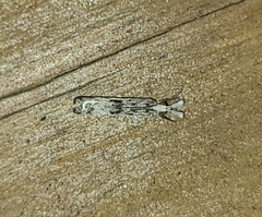 Microcrambus