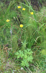 Ranunculus acris