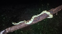 Craspedocephalus malabaricus