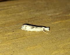 Microcrambus