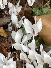 Cyclamen hederifolium