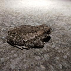 Incilius mazatlanensis