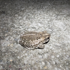 Incilius mazatlanensis