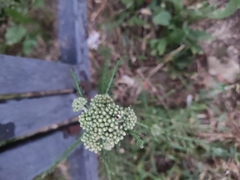 Achillea millefolium